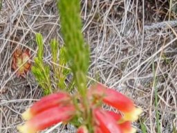 Erica viscaria subsp. longifolia flowering red with yellow tips